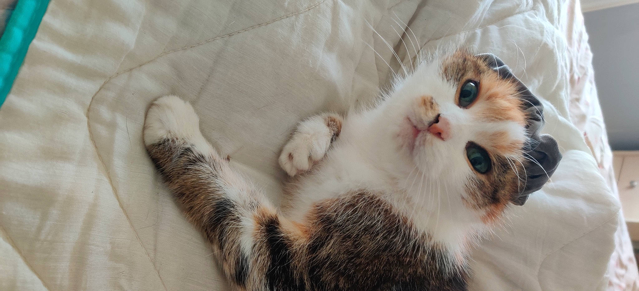 Moumoune a rejoint le concours — aidez-le/la à gagner de superbes lots ! aegean_cat, american_curl, american_wirehair, asian, carnivore, cat, claw, european_shorthair, eye, felidae, fur, kitten, mammal, nose, paw, polydactyl_cat, scottish_fold, small_to_medium_sized_cats, snout, whiskers