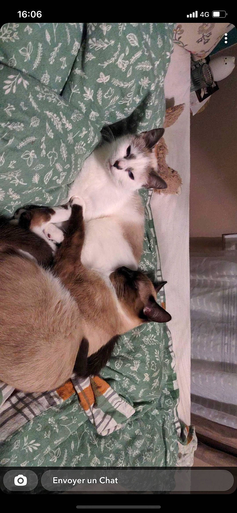 Nymeria participe au concours pour gagner de l'argent avec cette photo : carnivore, cat, comfort, fawn, felidae, fur, military_camouflage, pattern, siamese, small_to_medium_sized_cats, tail, whiskers