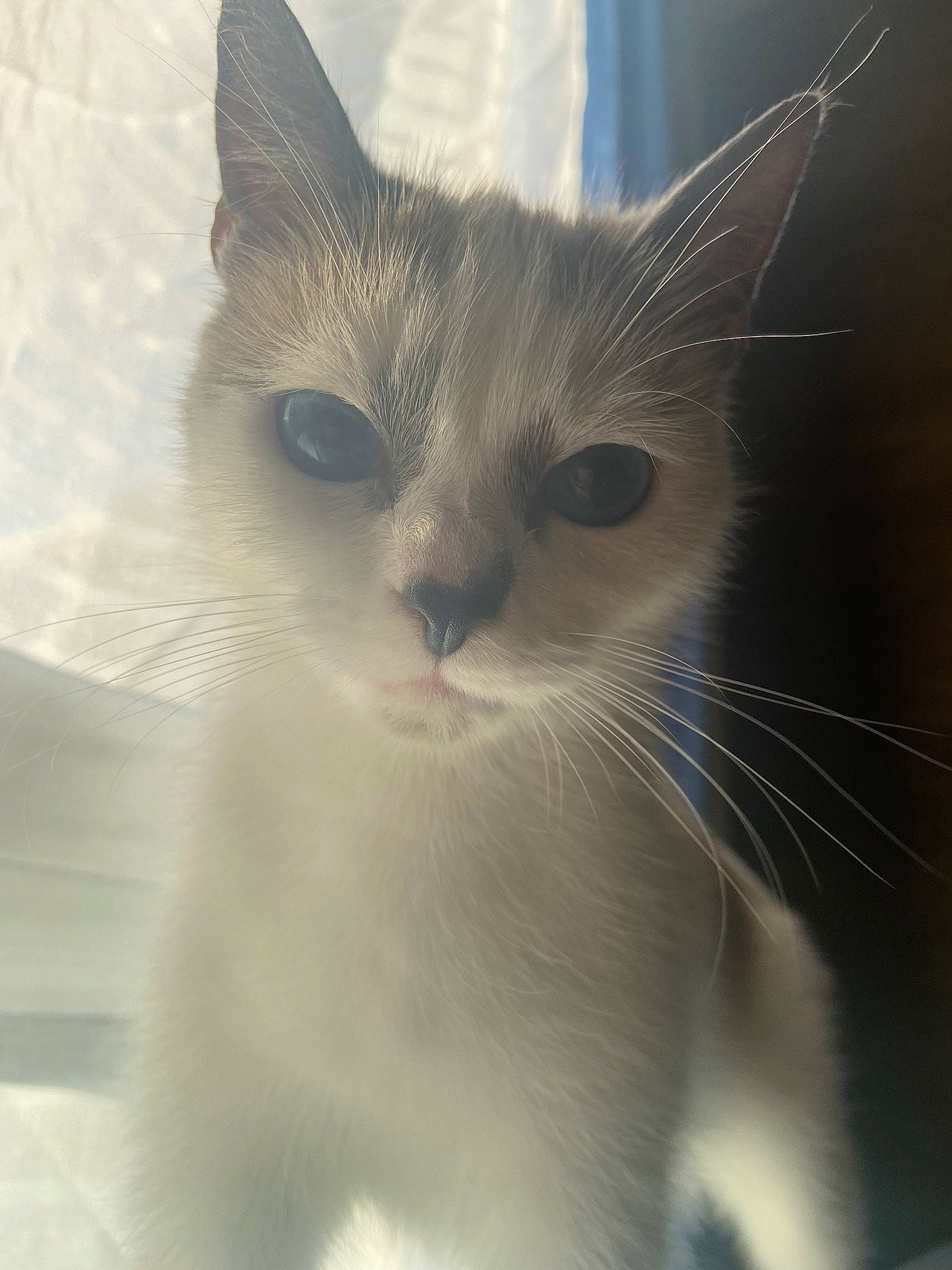 Nymeria a rejoint le concours — aidez-le/la à gagner de superbes lots ! carnivore, cat, close_up, comfort, domestic_short_haired_cat, ear, eyelash, fawn, felidae, fur, paw, small_to_medium_sized_cats, snout, tail, terrestrial_animal, whiskers, window