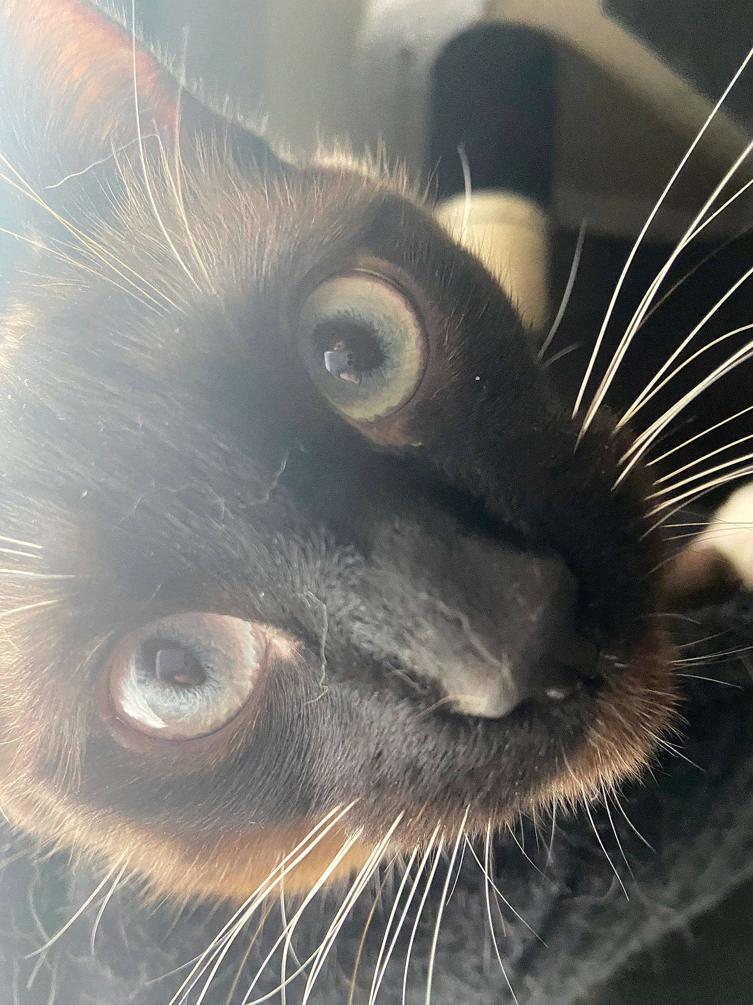 Floki a rejoint le concours — aidez-le/la à gagner de superbes lots ! art, carnivore, cat, close_up, cloud, ear, eye, eyelash, felidae, head, human_body, iris, line, nose, organ, sky, small_to_medium_sized_cats, snout, tree, whiskers