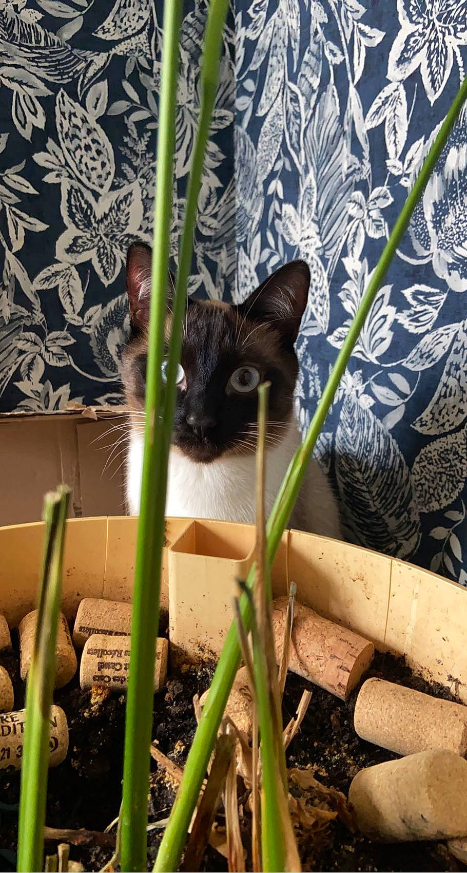 Floki a rejoint le concours — aidez-le/la à gagner de superbes lots ! black_cat, bombay, botany, carnivore, cat, domestic_short_haired_cat, eye, fawn, felidae, grass, iris, organism, plant, small_to_medium_sized_cats, snout, tail, terrestrial_animal, terrestrial_plant, tree, whiskers