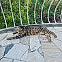 animal, balcony, cat, daylight, fence, flowers, greenery, mosaic, nature, outdoor, pet, plants, relaxed, resting, stone_floor, striped, summer, tabby, tail, whiskers