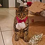 Bengali participe au concours pour gagner de l'argent avec cette photo : animal, brown, cat, christmas, cute, decor, decorations, feline, festive, gift_bags, holiday, indoor, pet, red, rug, scarf, tabby, tile_floor, white, wreath