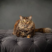 Whiskey is registered to the contest to win money with this photo: cat, fluffy, tabby, orange, gray, cushion, furniture, indoor, pet, animal, whiskers, ears, tail, relaxed, alert, portrait, fur, mammal, cute, eyes