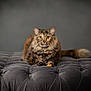 cat, fluffy, tabby, orange, gray, cushion, furniture, indoor, pet, animal, whiskers, ears, tail, relaxed, alert, portrait, fur, mammal, cute, eyes