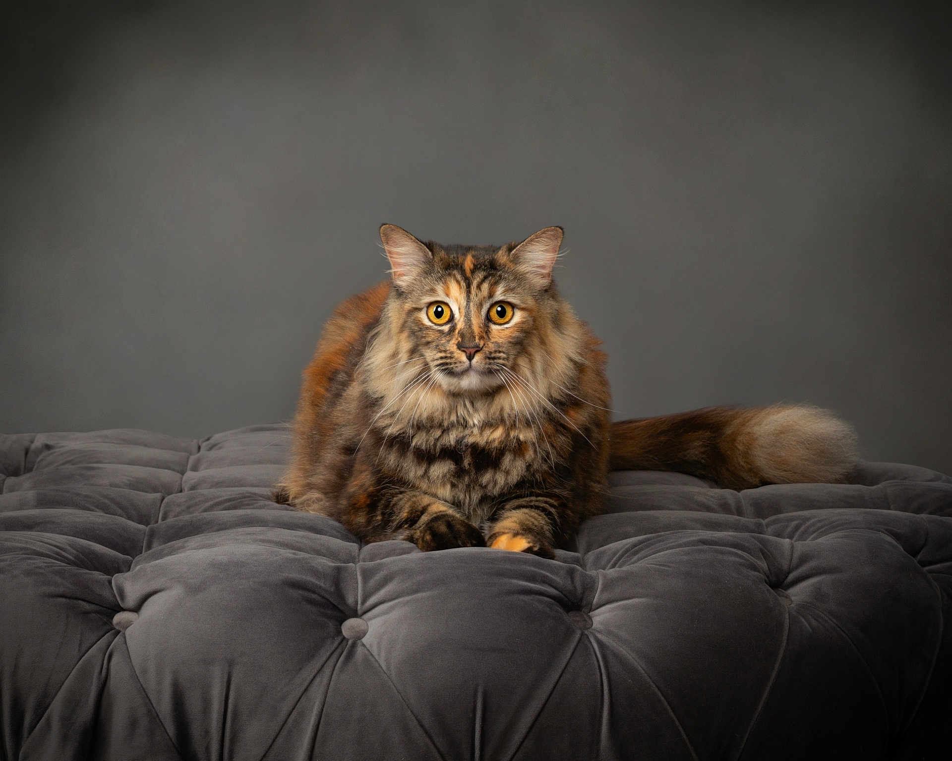 Whiskey is registered to the contest to win money with this photo: cat, fluffy, tabby, orange, gray, cushion, furniture, indoor, pet, animal, whiskers, ears, tail, relaxed, alert, portrait, fur, mammal, cute, eyes