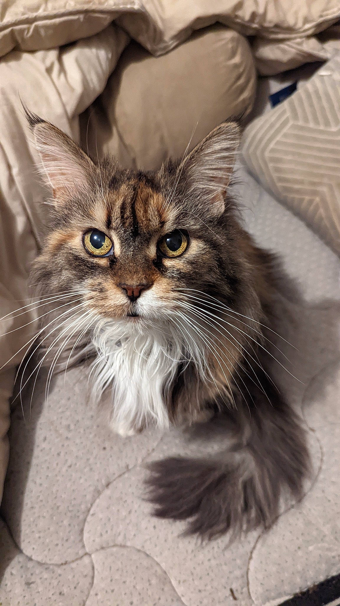 Darcy a rejoint le concours — aidez-le/la à gagner de superbes lots ! carnivore, cat, claw, domestic_short_haired_cat, eye, felidae, fur, maine_coon, small_to_medium_sized_cats, snout, terrestrial_animal, whiskers, window