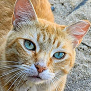 Cheddar is registered to the contest to win money with this photo: cat, ginger_cat, orange_fur, blue_eyes, close_up, animal, pet, whiskers, ears, feline, portrait, outdoor, pavement, sunlight, fur, muzzle, nose, alert, cute, photography