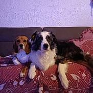Rocky participe au concours pour gagner de l'argent avec cette photo : dog, beagle, australian_shepherd, couch, indoor, pet, animal, relaxing, fabric, pattern, furniture, companion, domestic_animal, mammal, resting, two_animals, living_room, cozy, cute, laying