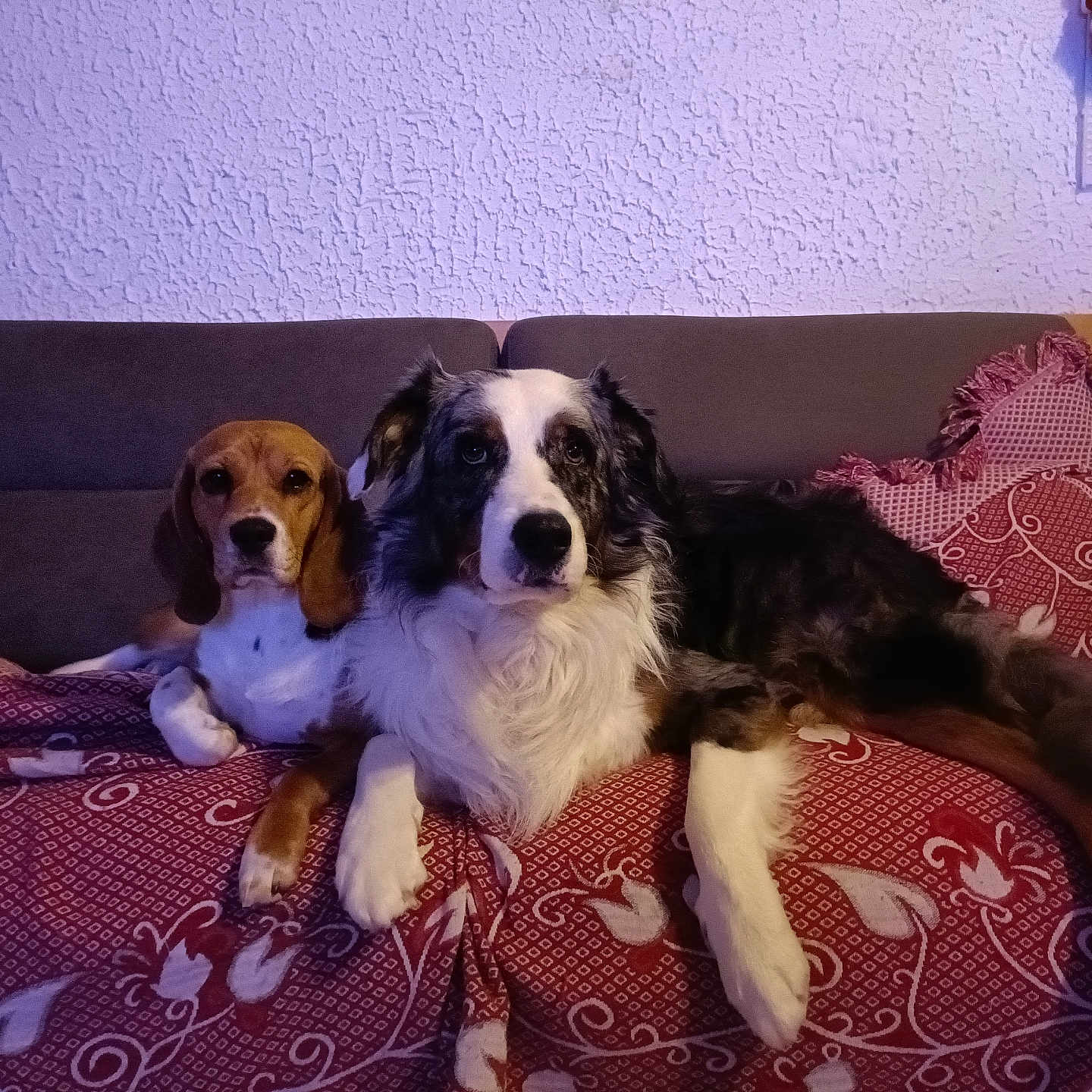 Rocky participe au concours pour gagner de l'argent avec cette photo : animal, australian_shepherd, beagle, companion, couch, cozy, cute, dog, domestic_animal, fabric, furniture, indoor, laying, living_room, mammal, pattern, pet, relaxing, resting, two_animals