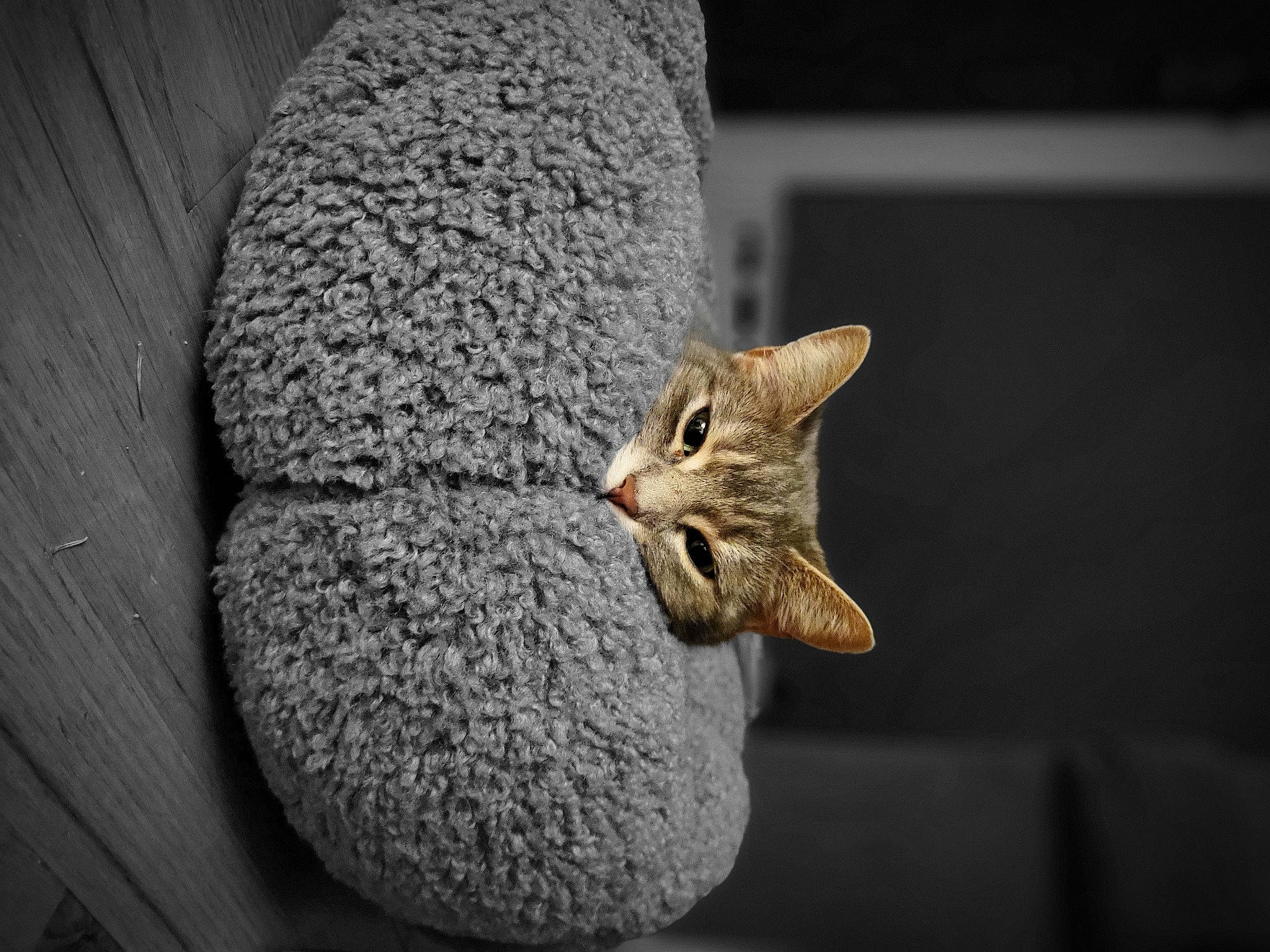 Misty joined the competition — help win amazing prizes! carnivore, cat, cat_supply, domestic_short_haired_cat, eye, felidae, fur, grey, paw, plant, rock, small_to_medium_sized_cats, snout, still_life_photography, tail, terrestrial_animal, whiskers, wildlife, window, wood