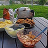 Tyron a rejoint le concours — aidez-le/la à gagner de superbes lots ! backyard, chips, clouds, crackers, curious, dip, dog, fence, food, grass, hills, leisure, nature, outdoor, pet, picnic_table, sky, snacks, tree, white_dog
