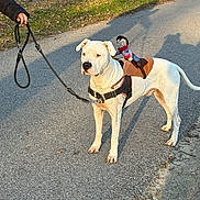 Tyron participe au concours pour gagner de l'argent avec cette photo : animal, cowboy_doll, cute, daylight, dog, doll, grass, harness, leash, leaves, nature, outdoor, path, pavement, person_hand, pet, shadow, toy, walking, white_dog