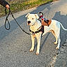 animal, cowboy_doll, cute, daylight, dog, doll, grass, harness, leash, leaves, nature, outdoor, path, pavement, person_hand, pet, shadow, toy, walking, white_dog