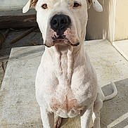 Tyron a rejoint le concours — aidez-le/la à gagner de superbes lots ! alert, animal, background, canine, concrete, dog, ears, grass, mountain, nature, outdoor, paw, pet, shadow, sitting, snout, sunlight, tail, wall, white_dog