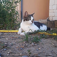 Coco a rejoint le concours — aidez-le/la à gagner de superbes lots ! aegean_cat, cat, cat_like_mammal, domestic_short_haired_cat, european_shorthair, fauna, grass, small_to_medium_sized_cats, whiskers