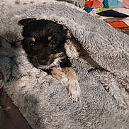 Sacajawea is registered to the contest to win money with this photo: puppy, dog, blanket, cozy, cute, fur, pet, animal, bed, soft, paw, resting, indoor, small, wrapped, curious, sleepy, comfort, warm, cute_pet