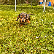 Atone participe au concours pour gagner de l'argent avec cette photo : puppy, dog, dachshund, grass, outdoor, nature, greenery, trampoline, young, small, cute, animal, pet, playful, sunlight, spring, exploring, garden, adventure, canine