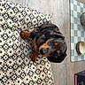 Atone participe au concours pour gagner de l'argent avec cette photo : puppy, dog, dachshund, cushion, patterned_cushion, wooden_floor, flooring, indoor, pet, pet_bed, looking_up, curious, brown, black, checkered_mat, bowl, home, domestic, small_dog, cute