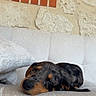 Atone a rejoint le concours — aidez-le/la à gagner de superbes lots ! dog, sleeping, couch, indoor, puppy, resting, furniture, stone_wall, brick_wall, cozy, pet, small_dog, relaxing, cute, domestic_animal, sleep, home, calm, animal, comfort