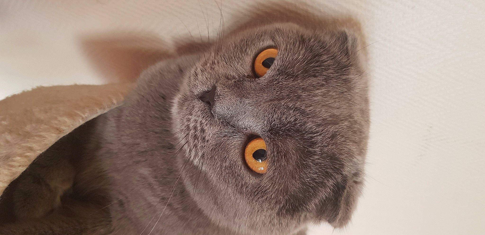 Nounours a rejoint le concours — aidez-le/la à gagner de superbes lots ! atmospheric_phenomenon, blue, carnivore, cat, chartreux, eye, felidae, green, head, mammal, natural_environment, nature, organism, photograph, small_to_medium_sized_cats, snout, terrestrial_animal, vertebrate, whiskers, white