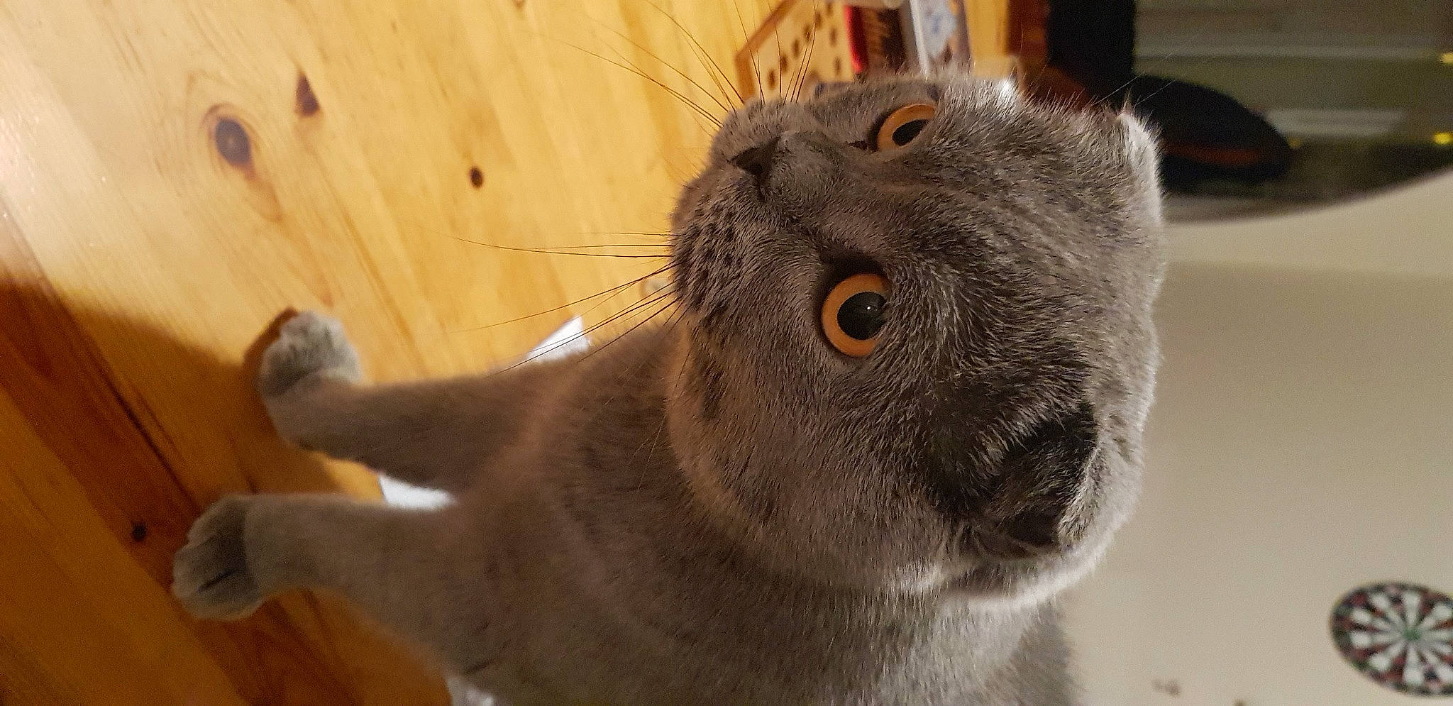 Nounours a rejoint le concours — aidez-le/la à gagner de superbes lots ! carnivore, cat, claw, domestic_short_haired_cat, ear, eye, fawn, felidae, fur, hardwood, small_to_medium_sized_cats, snout, terrestrial_animal, varnish, whiskers, window, wood