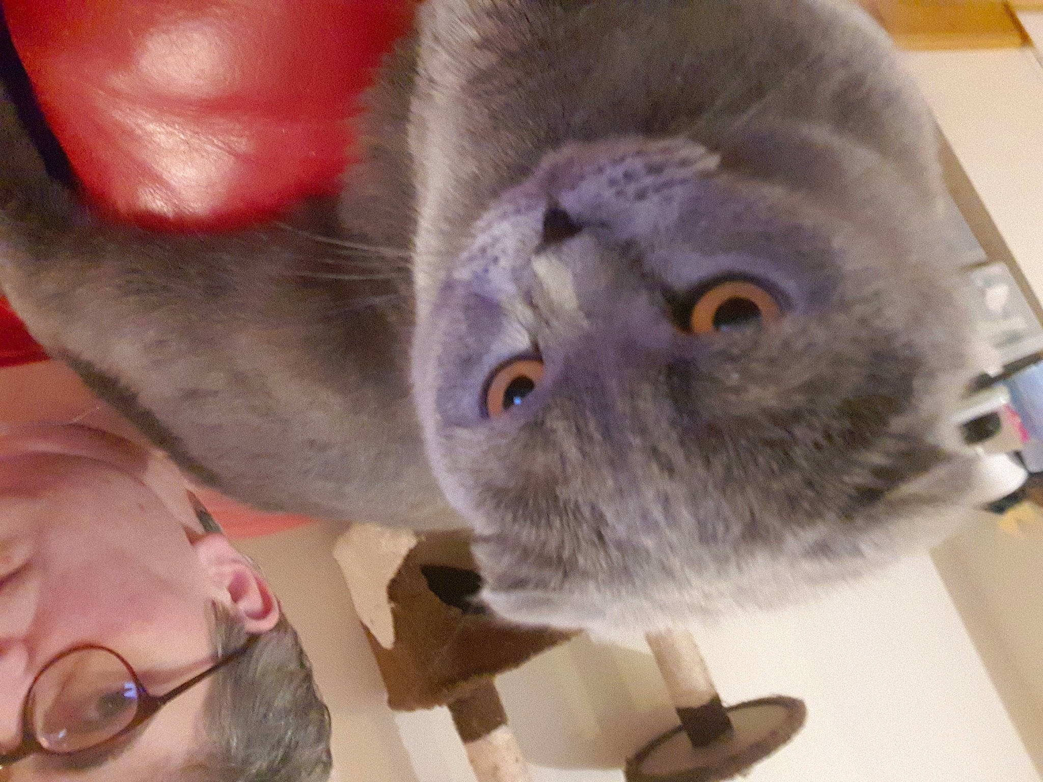 Nounours participe au concours pour gagner de l'argent avec cette photo : carnivore, cat, felidae, glasses, iris, korat, russian_blue, small_to_medium_sized_cats, snout, vertebrate, whiskers