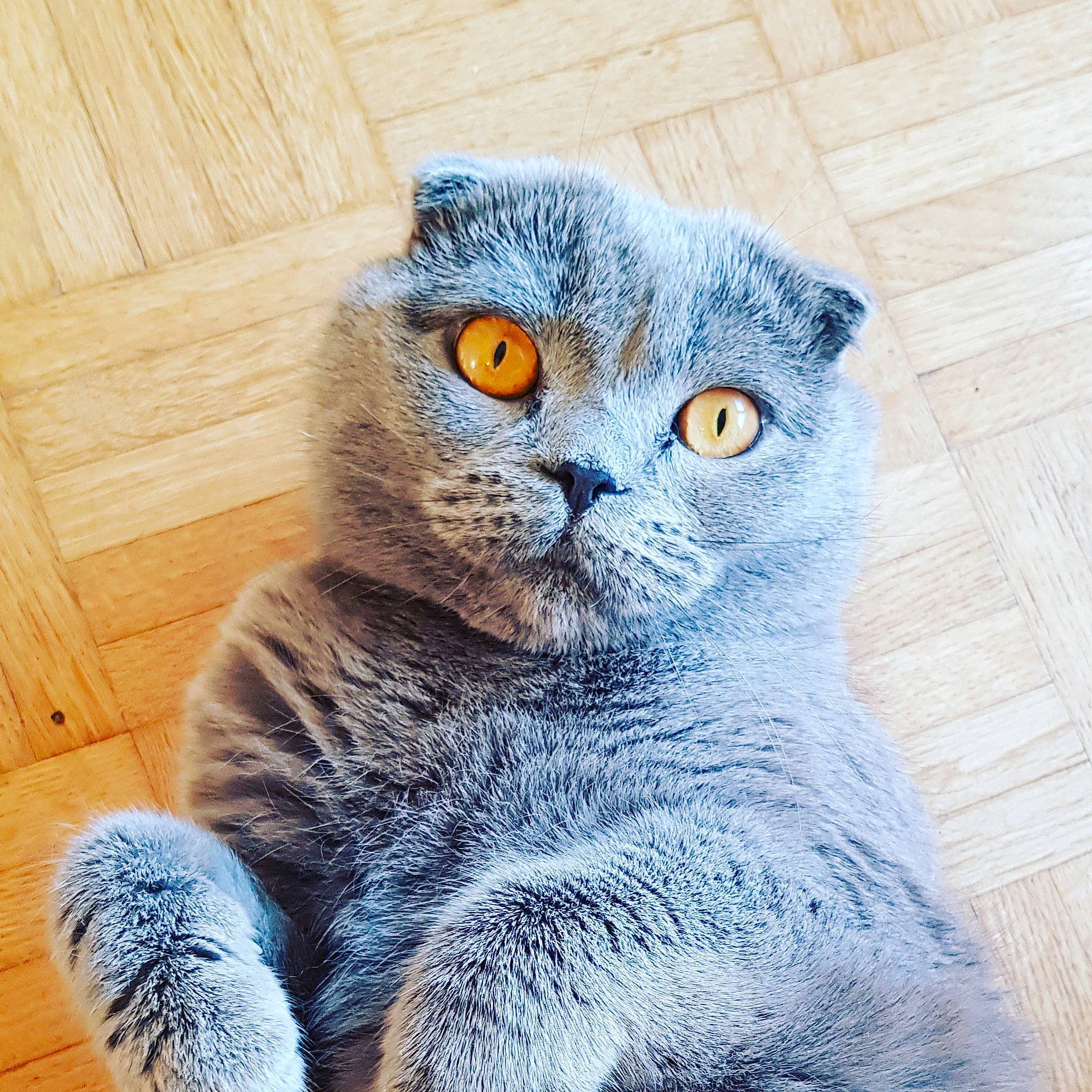 Nounours participe au concours pour gagner de l'argent avec cette photo : carnivore, cat, creative_arts, fawn, felidae, floor, flooring, fur, grey, hardwood, kitten, laminate_flooring, small_to_medium_sized_cats, snout, terrestrial_animal, vertebrate, whiskers, wood, wood_flooring, wood_stain