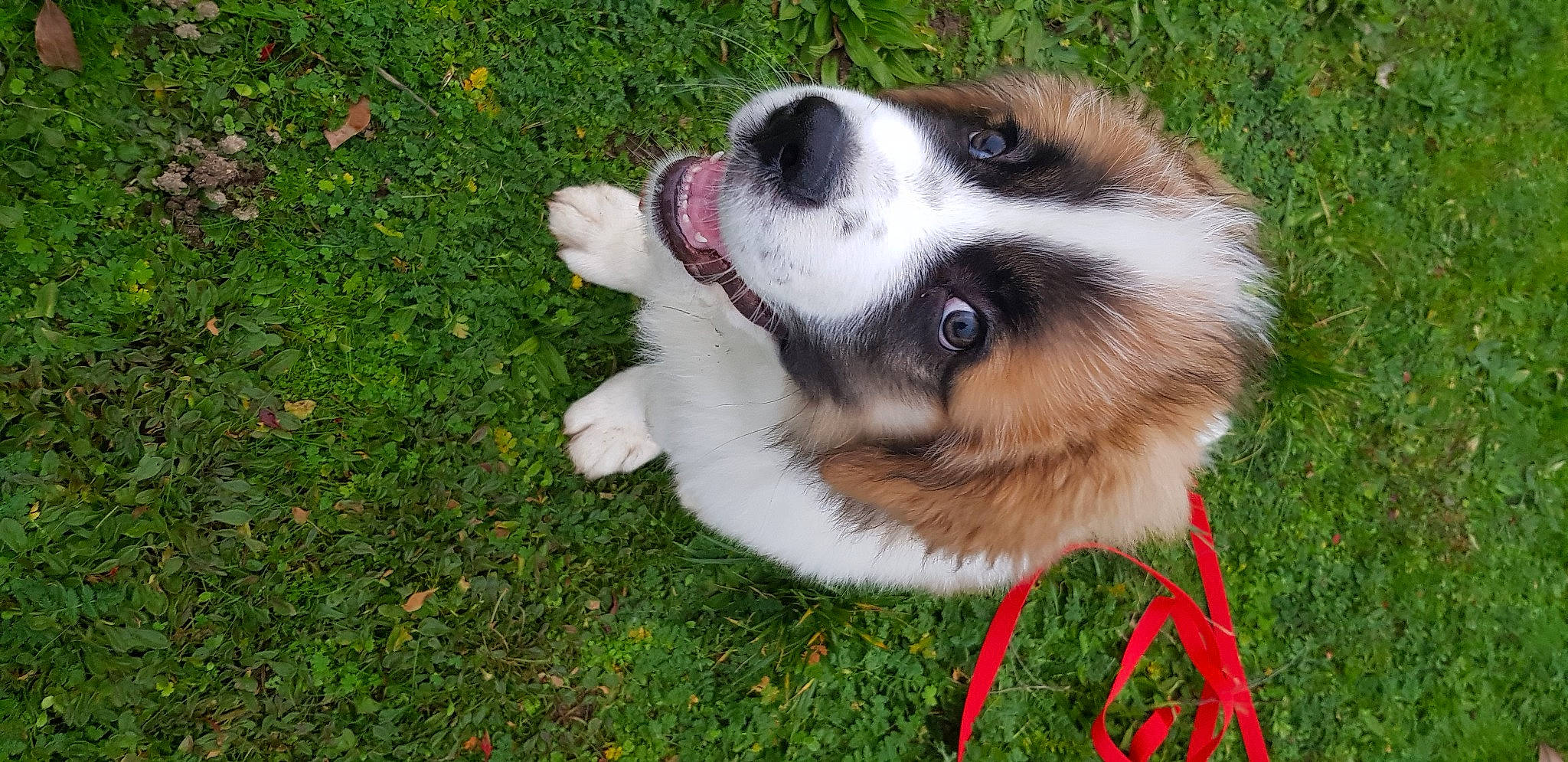 Balou a rejoint le concours — aidez-le/la à gagner de superbes lots ! canidae, carnivore, collar, companion_dog, dog, dog_breed, fawn, fur, grass, groundcover, herding_dog, plant, scotch_collie, snout, sporting_group, tail, toy_dog, whiskers, working_animal, working_dog