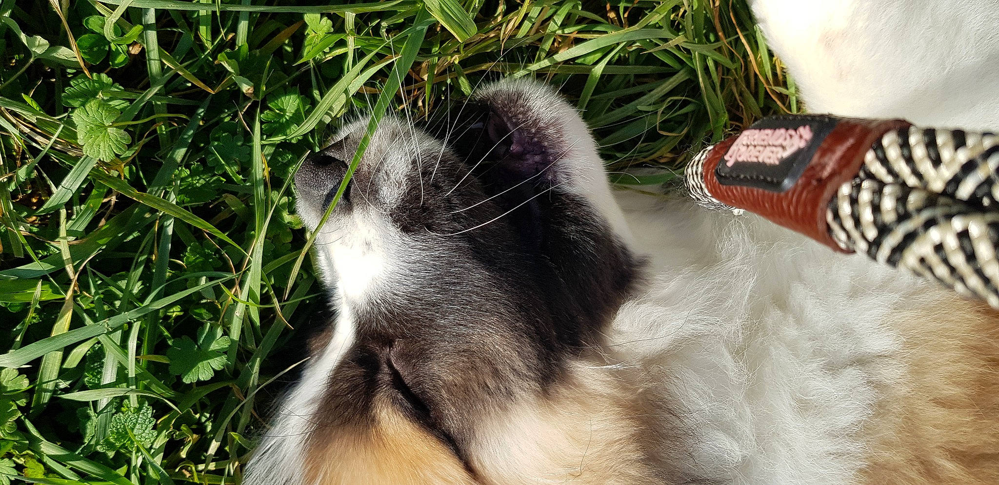 Balou participe au concours pour gagner de l'argent avec cette photo : carnivore, cat, conifer, felidae, fur, grass, grass_family, mobile_phone, paw, small_to_medium_sized_cats, snout, terrestrial_animal, vertebrate, whiskers
