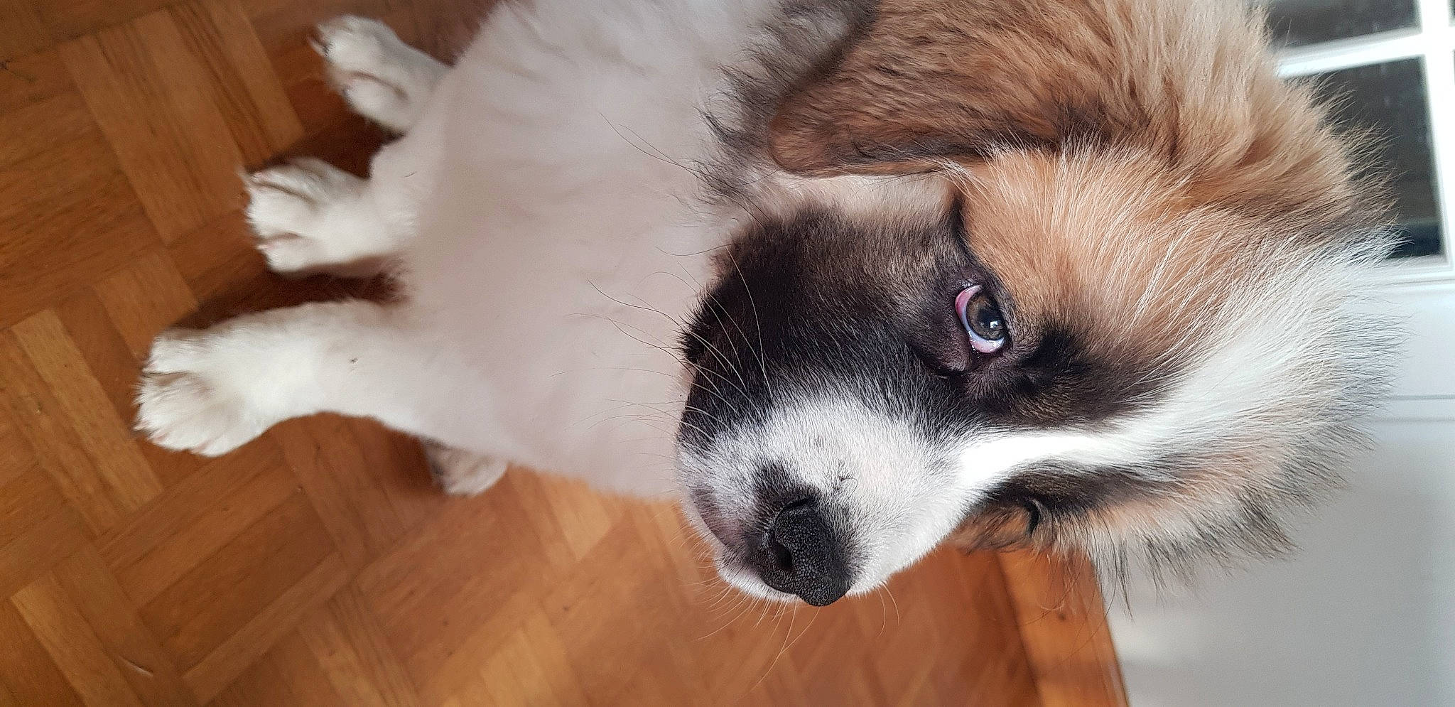 Balou participe au concours pour gagner de l'argent avec cette photo : blue, carnivore, dog, dog_breed, eye, eyebrow, floor, flooring, green, hair, hardwood, head, human_body, mammal, photograph, puppy, sporting_group, vertebrate, whiskers, wood