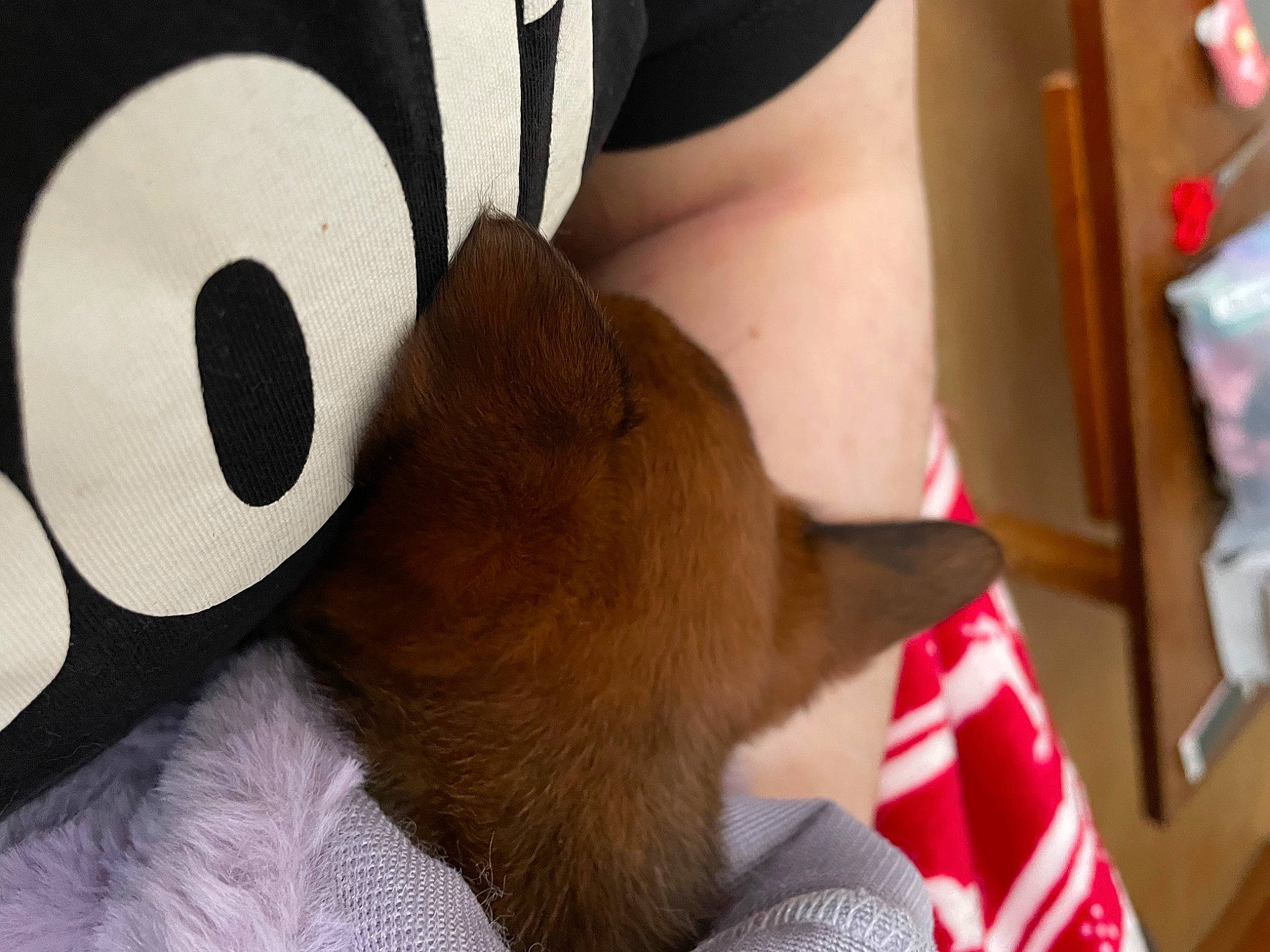 Tahia participe au concours pour gagner de l'argent avec cette photo : audio_equipment, carnivore, collar, comfort, companion_dog, fawn, felidae, fur, human_leg, knee, linens, mammal, plush, small_to_medium_sized_cats, snout, stuffed_toy, teddy_bear, thigh, toy, whiskers