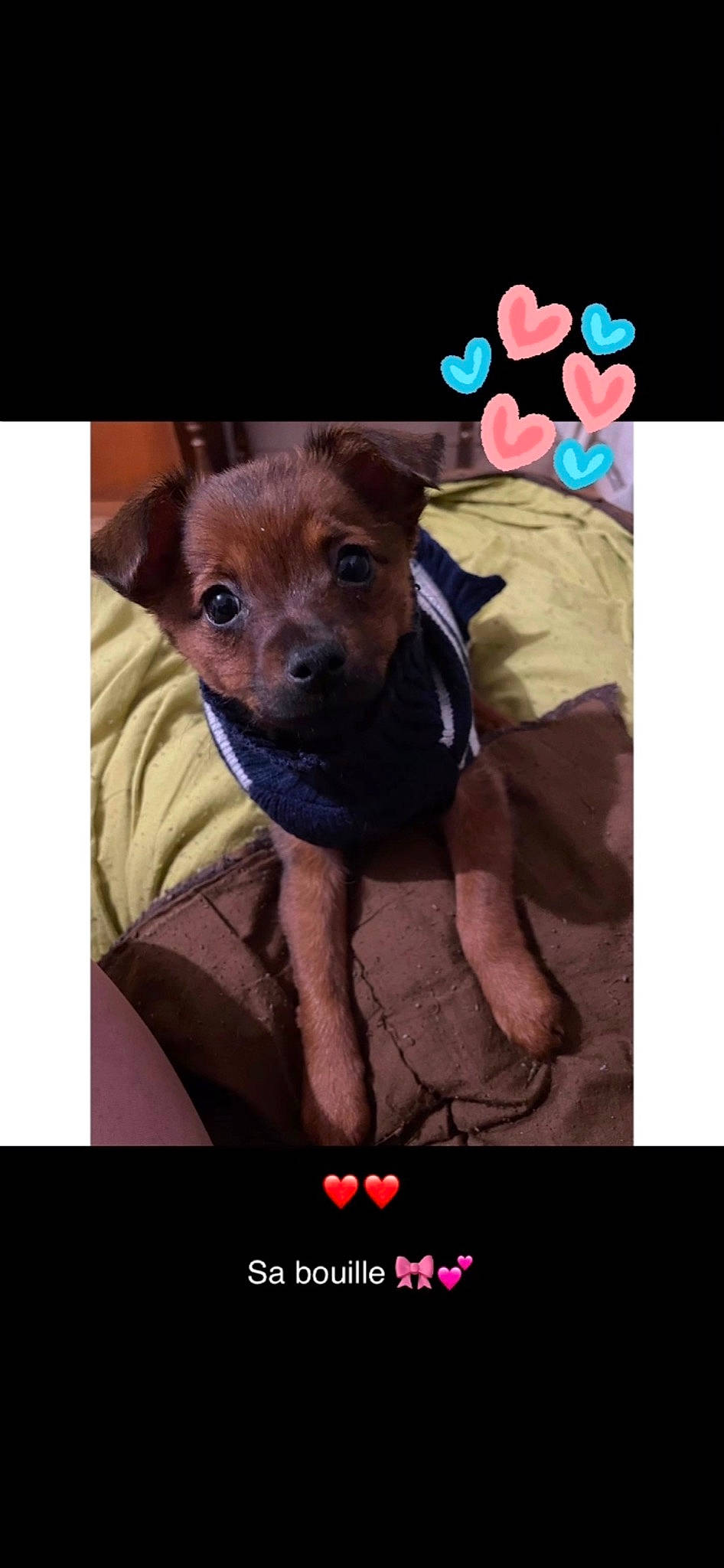 Tahia participe au concours pour gagner de l'argent avec cette photo : canidae, carnivore, companion_dog, dog, dog_breed, dog_supply, fawn, font, fur, happy, liver, magenta, photo_caption, selfie, sleeve, snout, sporting_group, t_shirt, whiskers, working_animal