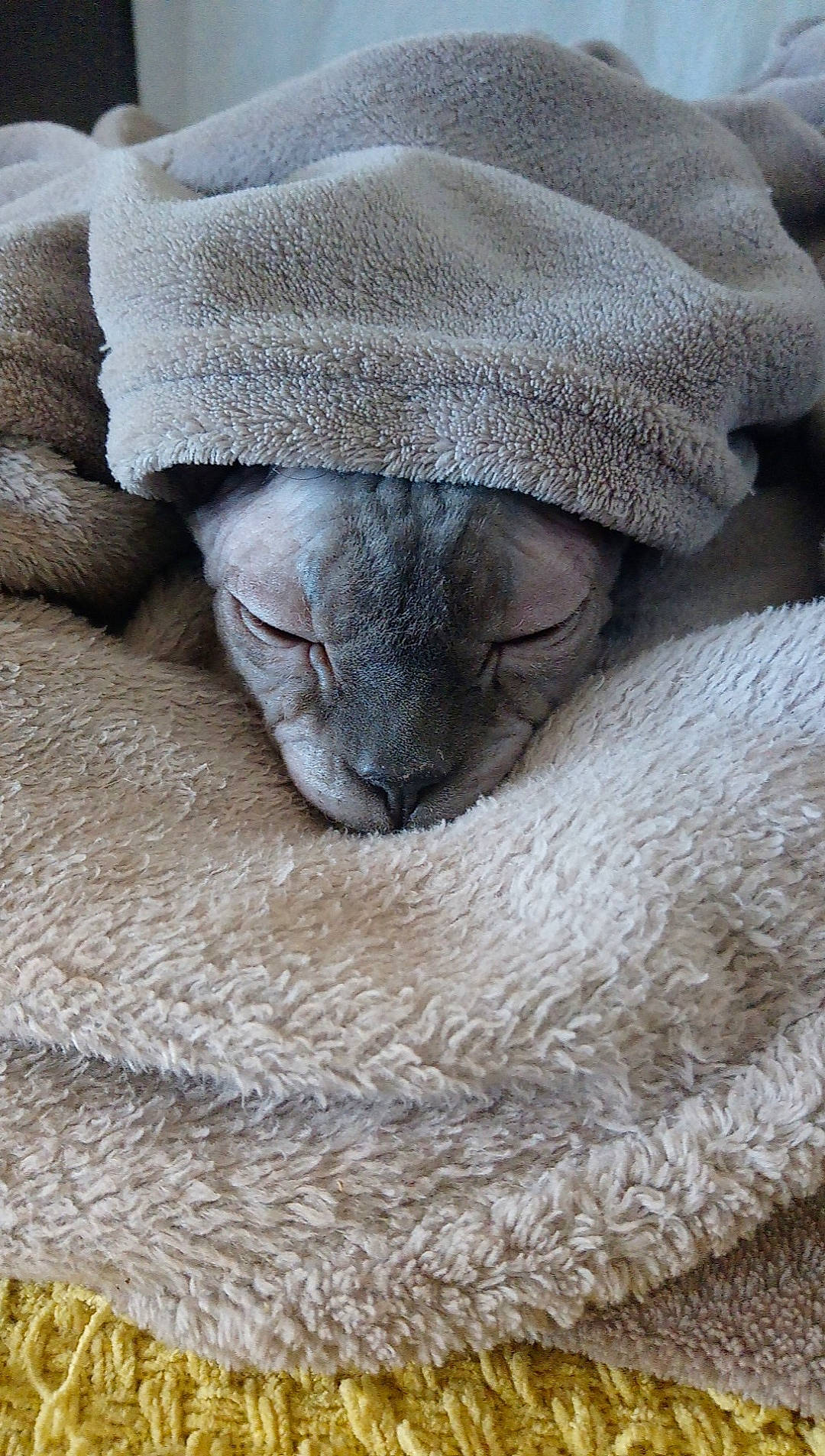 Tim a rejoint le concours — aidez-le/la à gagner de superbes lots ! carnivore, cat, comfort, fawn, felidae, fur, grey, hat, natural_material, rock, small_to_medium_sized_cats, snout, terrestrial_animal, whiskers, wildlife, wood, working_animal, wrinkle