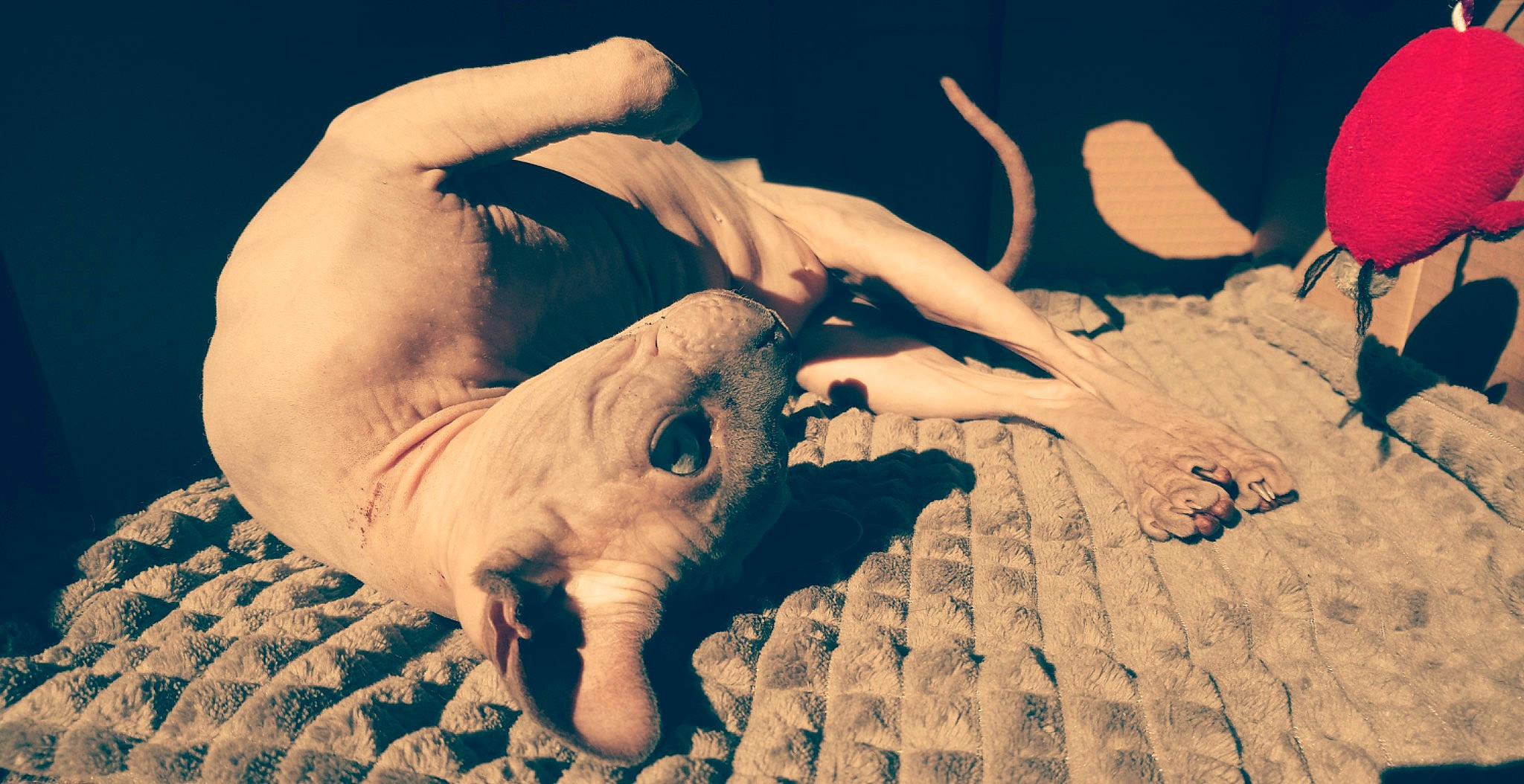 Tim participe au concours pour gagner de l'argent avec cette photo : adaptation, beauty, comfort, dog_breed, fawn, grass, human_leg, landscape, mammal, nail, nature, organism, sky, soil, terrestrial_animal, vertebrate, wildlife, wood, working_animal, wrinkle