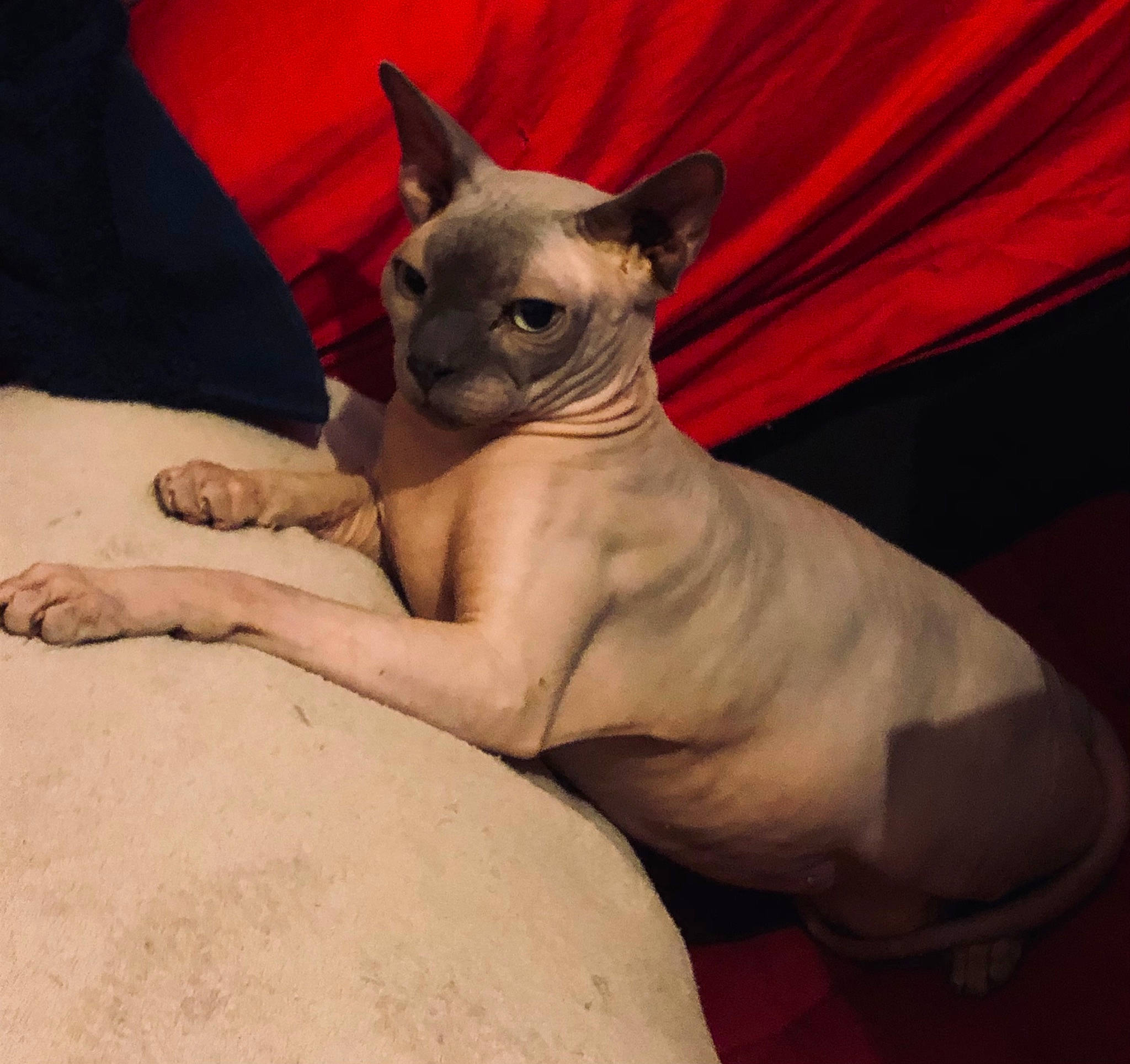 Tim a rejoint le concours — aidez-le/la à gagner de superbes lots ! canidae, carmine, carnivore, comfort, companion_dog, curtain, dog, dog_breed, ear, fawn, flesh, head, human_body, non_sporting_group, sitting, snout, sporting_group, throat, whiskers, working_animal