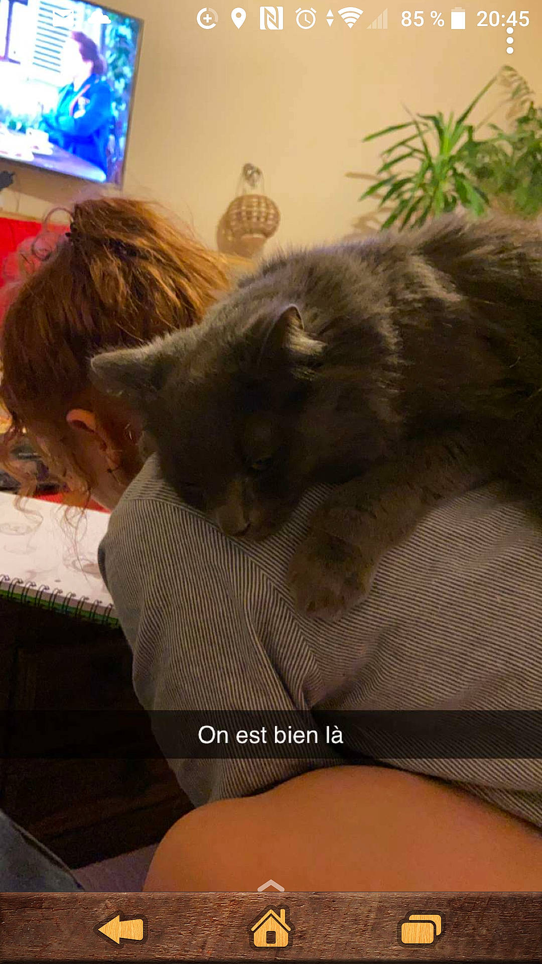 Gandalf a rejoint le concours — aidez-le/la à gagner de superbes lots ! black_cat, carnivore, cat, claw, comfort, domestic_short_haired_cat, fawn, felidae, flooring, fur, grey, nap, paw, picture_frame, room, small_to_medium_sized_cats, snout, tail, television, whiskers