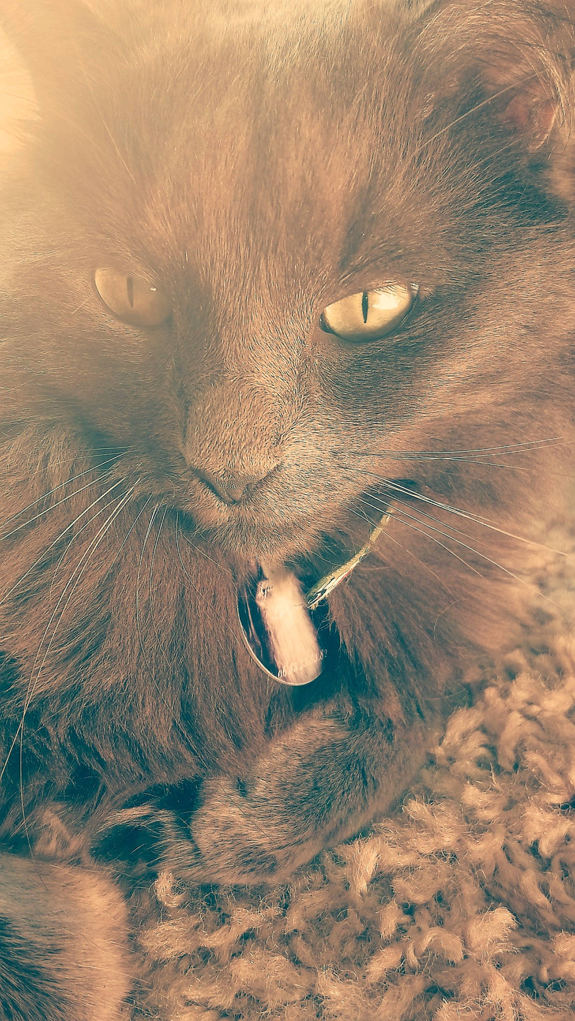 Gandalf a rejoint le concours — aidez-le/la à gagner de superbes lots ! carnivore, cat, domestic_short_haired_cat, felidae, fur, grass, iris, organism, small_to_medium_sized_cats, snout, tail, terrestrial_animal, whiskers