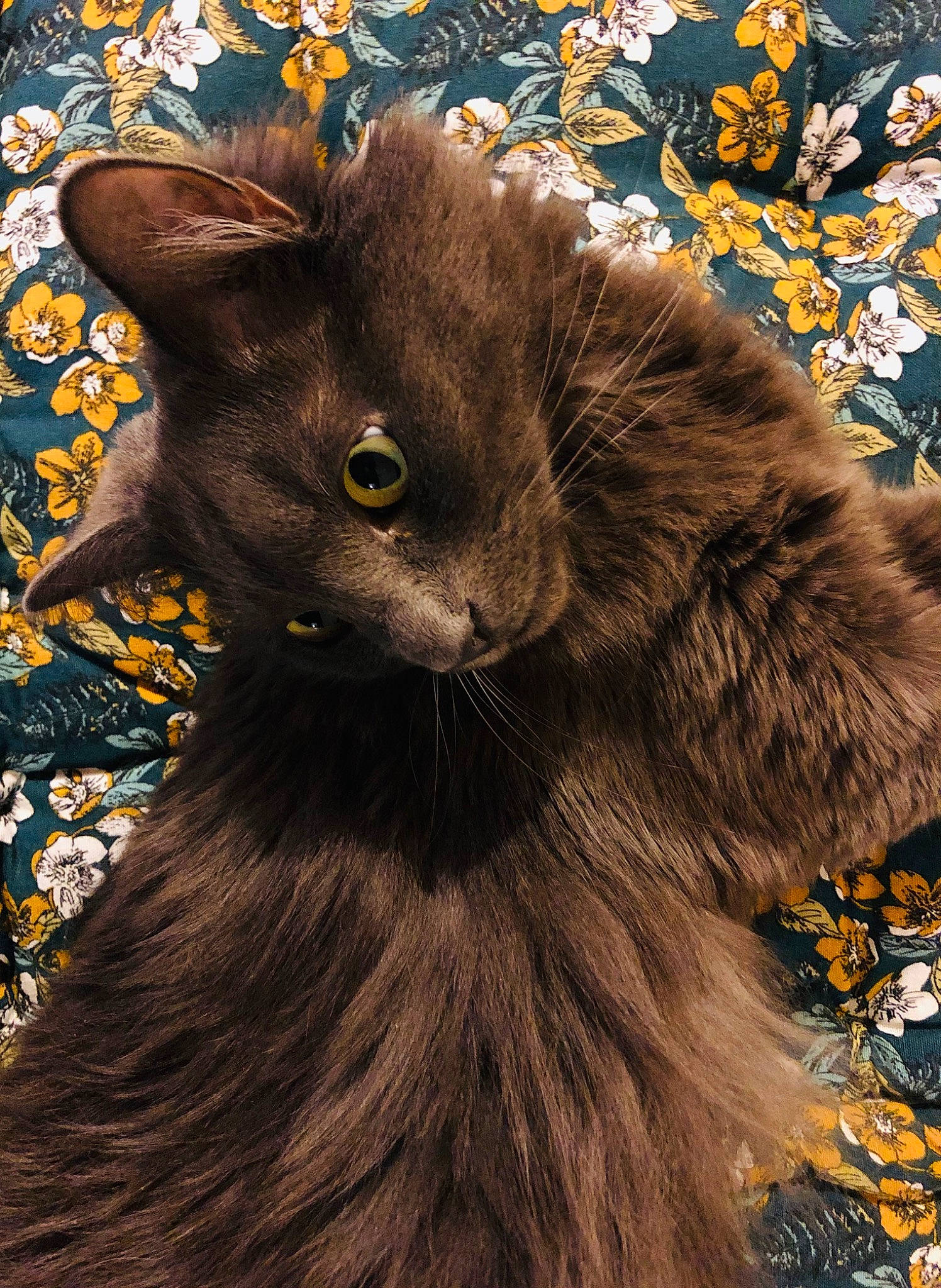 Gandalf participe au concours pour gagner de l'argent avec cette photo : art, black_cat, brown, carnivore, cat, claw, domestic_short_haired_cat, electric_blue, fawn, felidae, fur, illustration, liver, paw, plant, small_to_medium_sized_cats, snout, tail, terrestrial_animal, whiskers