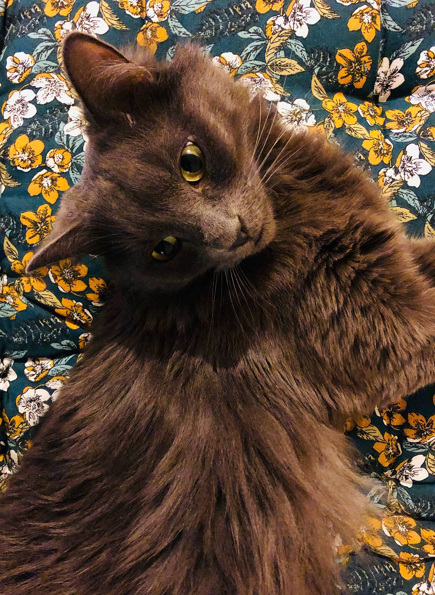 Gandalf participe au concours pour gagner de l'argent avec cette photo : art, black_cat, bombay, carnivore, cat, claw, domestic_short_haired_cat, electric_blue, fawn, felidae, fur, grey, iris, paw, plant, small_to_medium_sized_cats, snout, tail, terrestrial_animal, whiskers