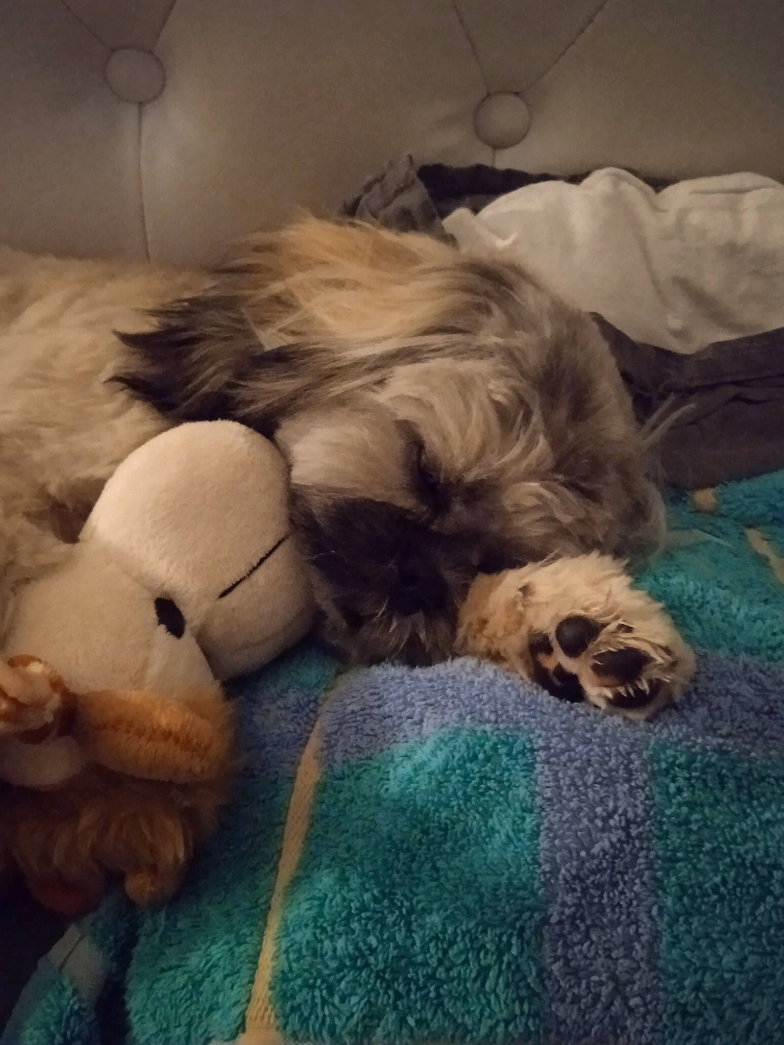 Roxane a rejoint le concours — aidez-le/la à gagner de superbes lots ! carnivore, cloud, comfort, companion_dog, dog_breed, fawn, felidae, lighting, linens, mountain, paw, sky, small_to_medium_sized_cats, snout, sporting_group, stuffed_toy, tail, textile, toy, whiskers