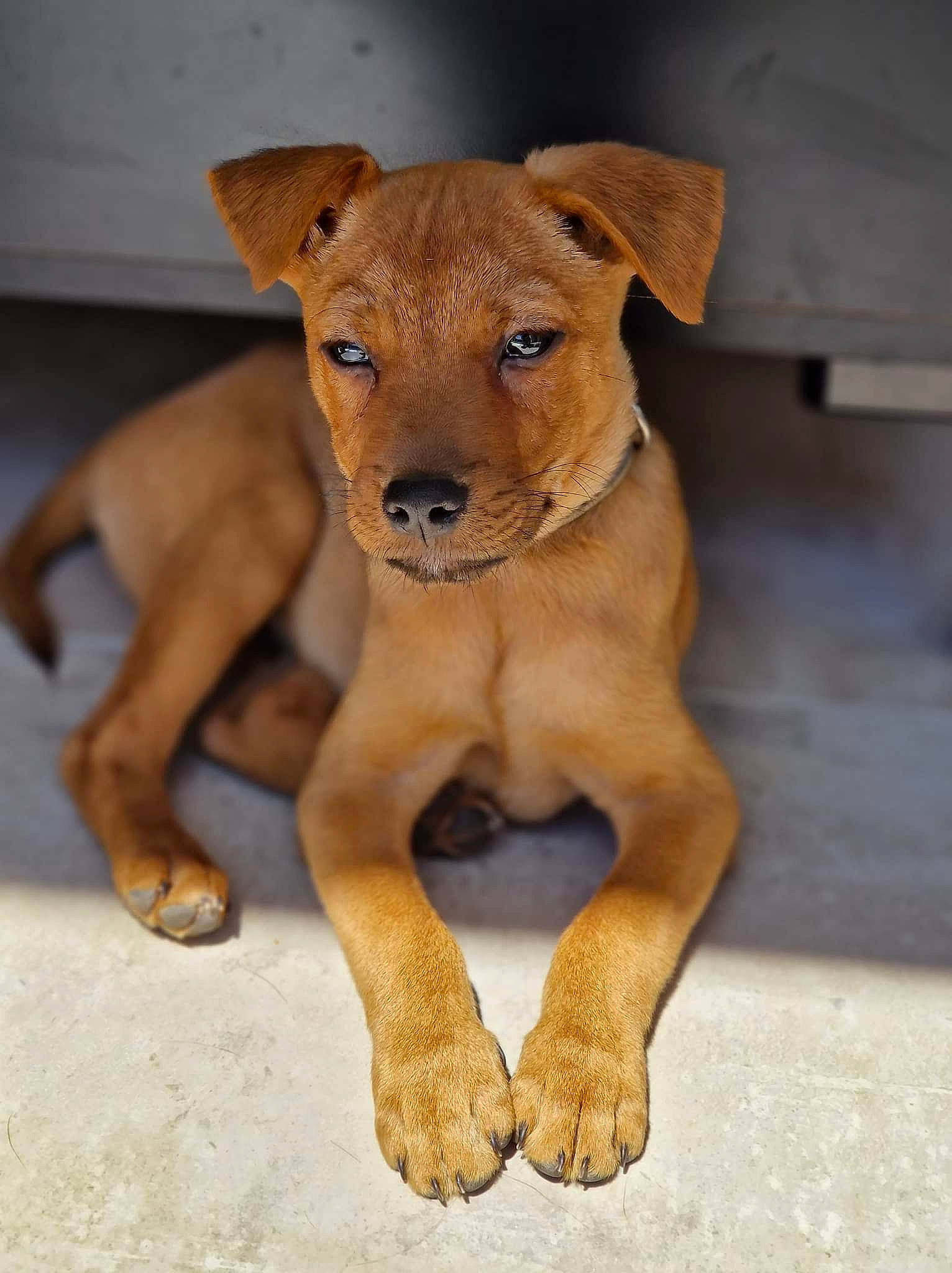 Loky a rejoint le concours — aidez-le/la à gagner de superbes lots ! ancient_dog_breeds, canidae, carnivore, companion_dog, dog, dog_breed, eye, fawn, fur, liver, paw, snout, sporting_group, street_dog, tail, terrestrial_animal, toy_dog, whiskers, wood, working_animal