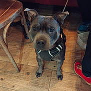 Ugo a rejoint le concours — aidez-le/la à gagner de superbes lots ! accessories, animal, canine, clothing, diningtable, dog, face, footwear, furniture, head, indoors, interiordesign, pants, person, pet, puppy, shoe, strap, table, wood