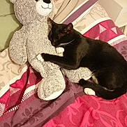 Gato a rejoint le concours — aidez-le/la à gagner de superbes lots ! animal, bed, black_cat, blanket, cat, comfort, cozy, cuddly, cute, feline, fur, indoor, paws, pet, resting, sleeping, soft_toy, stuffed_animal, teddy_bear, whiskers