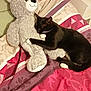animal, bed, black_cat, blanket, cat, comfort, cozy, cuddly, cute, feline, fur, indoor, paws, pet, resting, sleeping, soft_toy, stuffed_animal, teddy_bear, whiskers
