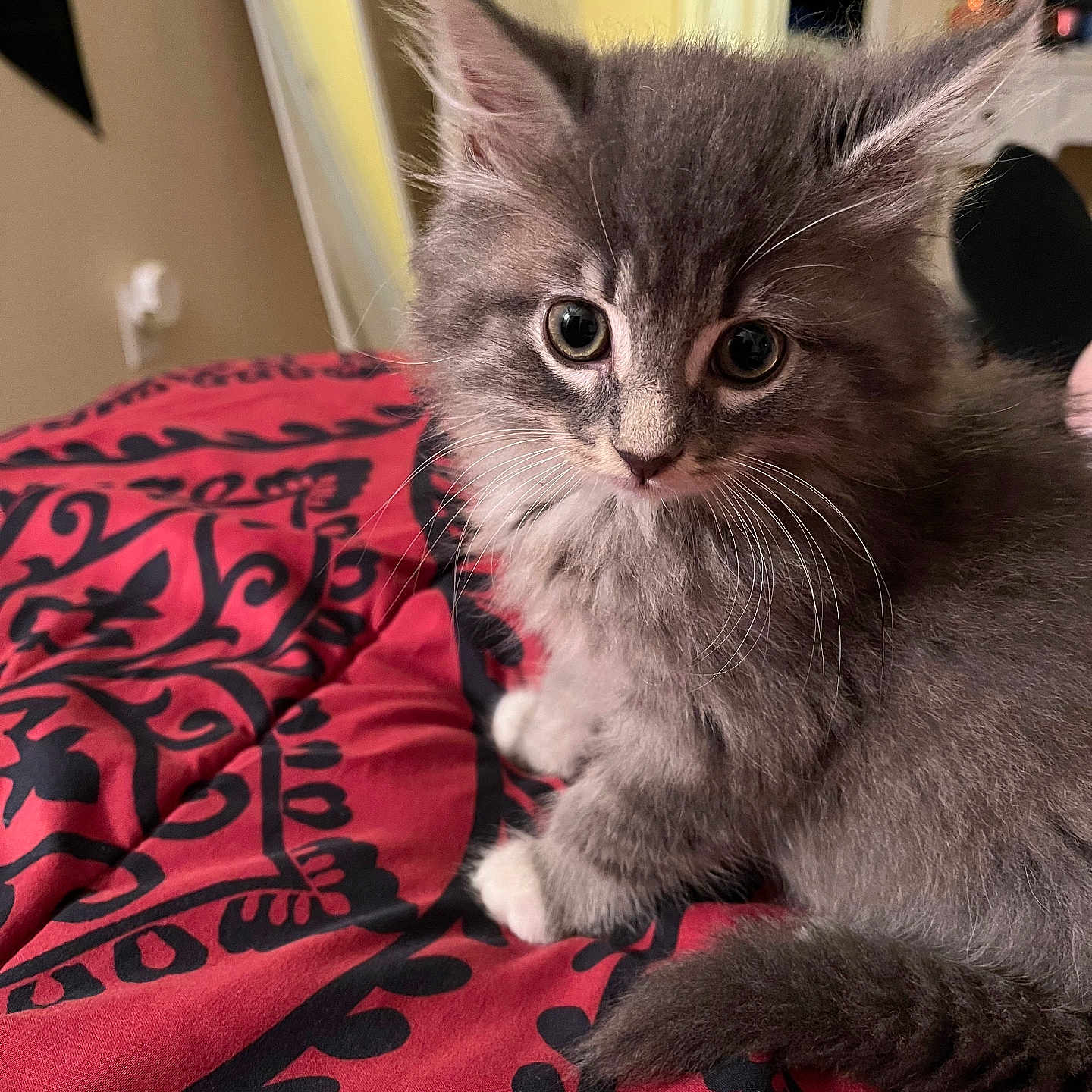 Sargent Tibbs joined the competition — help win amazing prizes! abyssinian, angora, animal, bed, bedroom, blanket, cat, couch, cushion, furniture, homedecor, indoors, kitten, linen, manx, pet, quilt, room, siamese