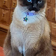 Bonnie is registered to the contest to win money with this photo: cat, siamese, blue_eyes, collar, star_tag, sitting, wooden_surface, wooden_drawers, indoor, pet, feline, whiskers, fur, paws, domestic_animal, cute, animal_portrait, household, tabby, relaxed