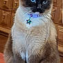 cat, siamese, blue_eyes, collar, star_tag, sitting, wooden_surface, wooden_drawers, indoor, pet, feline, whiskers, fur, paws, domestic_animal, cute, animal_portrait, household, tabby, relaxed