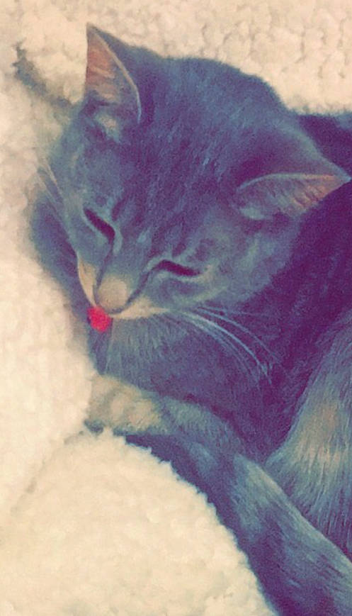 Cecil is registered to the contest to win money with this photo: black_cat, british_shorthair, carnivore, cat, chartreux, domestic_short_haired_cat, european_shorthair, felidae, fur, kitten, korat, nap, nebelung, polydactyl_cat, sleep, small_to_medium_sized_cats, snout, tail, whiskers