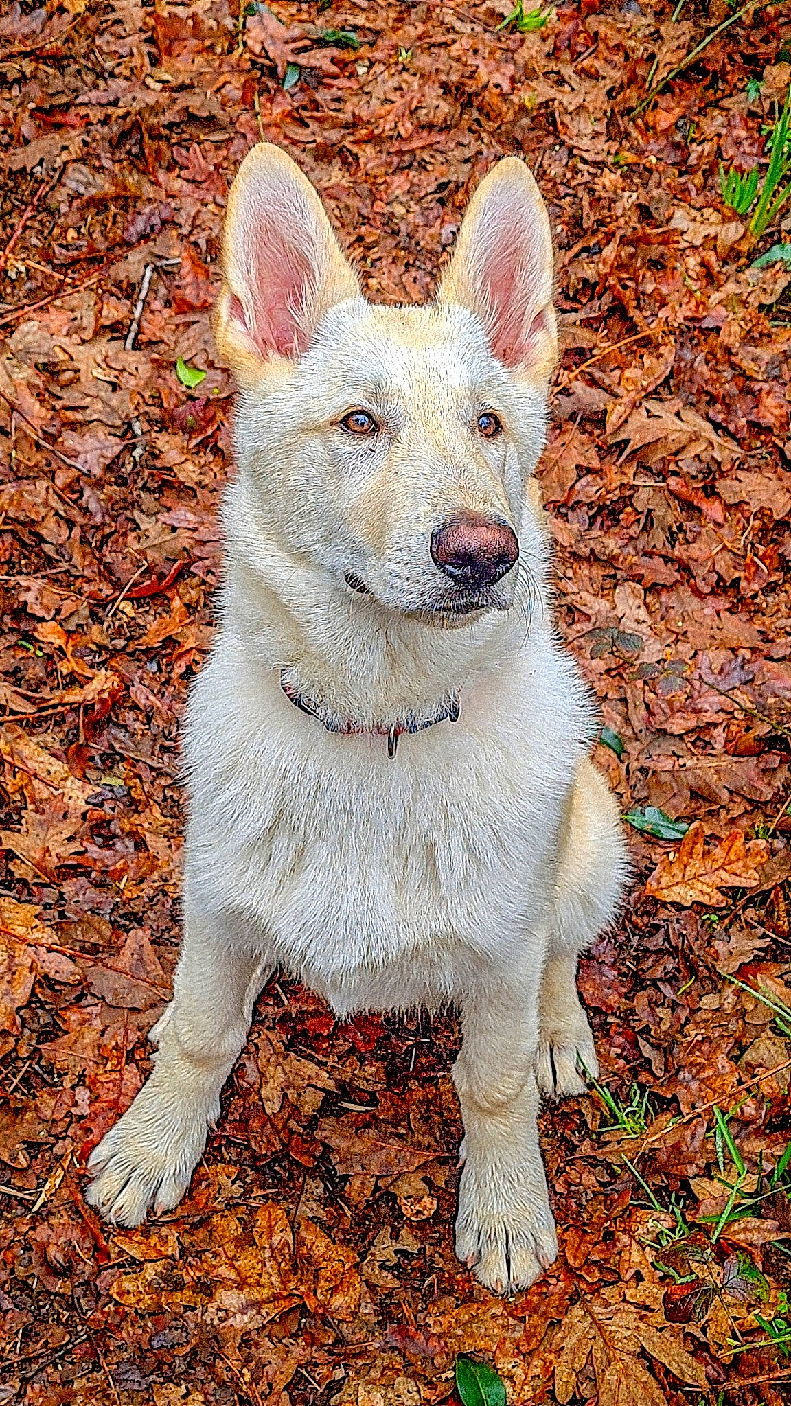Taïro participe au concours pour gagner de l'argent avec cette photo : canidae, carnivore, collar, companion_dog, dog, dog_breed, fawn, fur, grass, non_sporting_group, paw, snout, sporting_group, tail, terrestrial_animal, working_animal